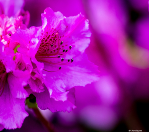 Uber Exif Photo