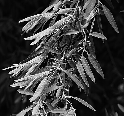 Uber Exif Photo