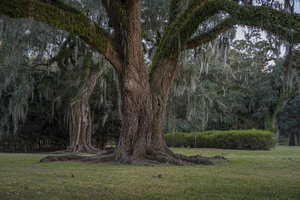 Uber Exif Photo