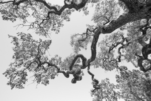 Uber Exif Photo