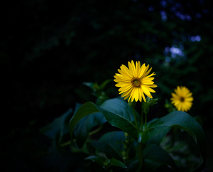 Uber Exif Photo