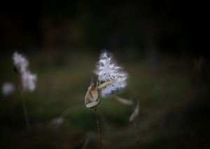 Uber Exif Photo
