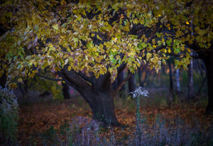 Uber Exif Photo