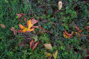 Uber Exif Photo