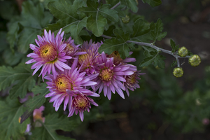 Uber Exif Photo