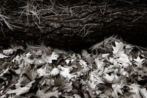 Uber Exif Photo