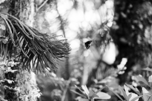 Uber Exif Photo