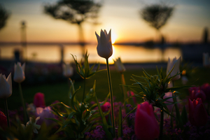 Uber Exif Photo