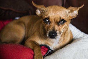 Uber Exif Photo
