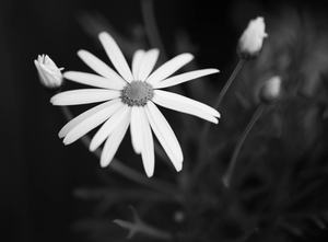 Uber Exif Photo