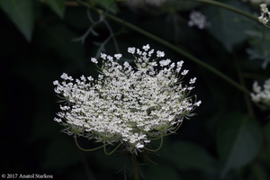 Uber Exif Photo