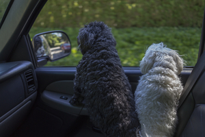 Uber Exif Photo