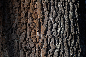Uber Exif Photo