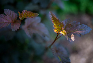Uber Exif Photo