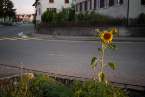 Uber Exif Photo