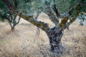Uber Exif Photo