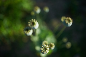 Uber Exif Photo