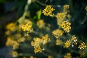 Uber Exif Photo