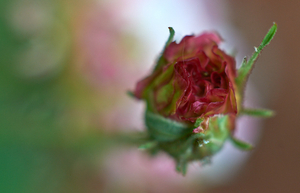 Uber Exif Photo