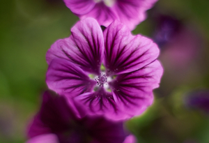 Uber Exif Photo