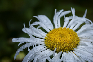 Uber Exif Photo