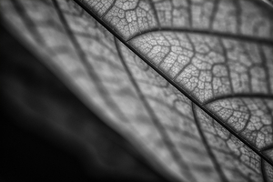 Uber Exif Photo