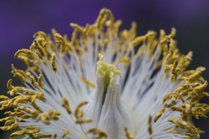 Uber Exif Photo